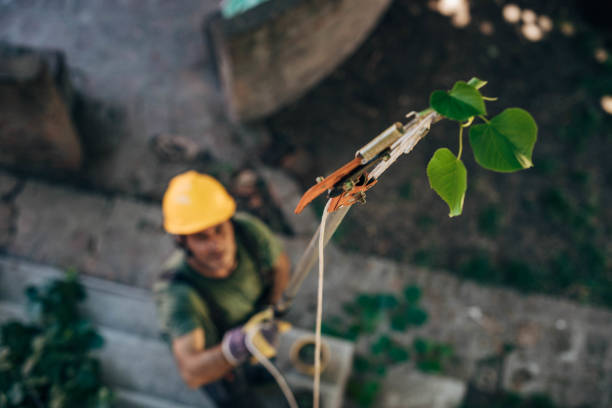 Best Tree Risk Assessment  in Romney, WV